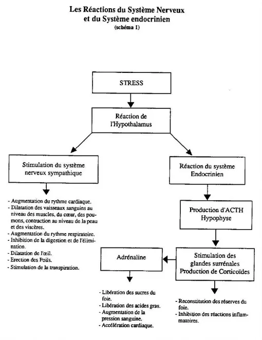 La cohérence cardiaque 